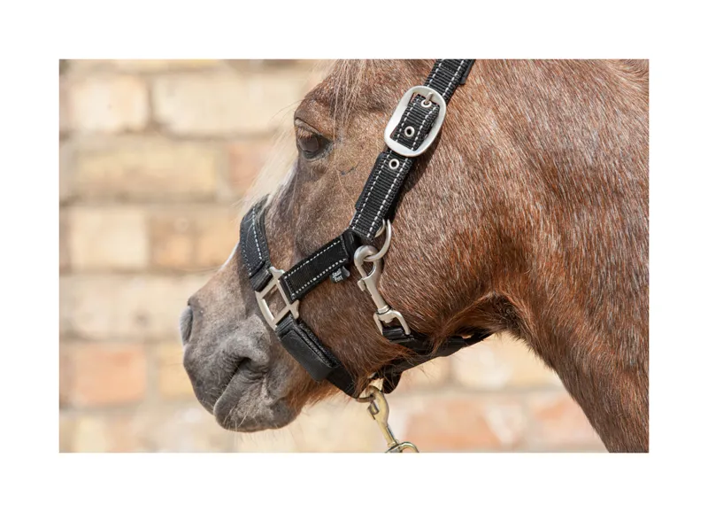 Cameo Fieldsafe Headcollar in Black-2